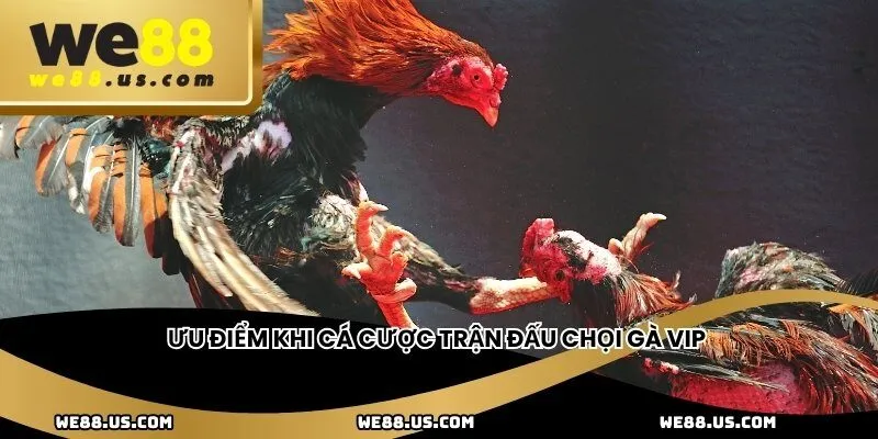 Ưu điểm khi cá cược trận đấu chọi gà VIP