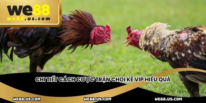 Chi tiết cách cược trận chọi kê VIP hiệu quả