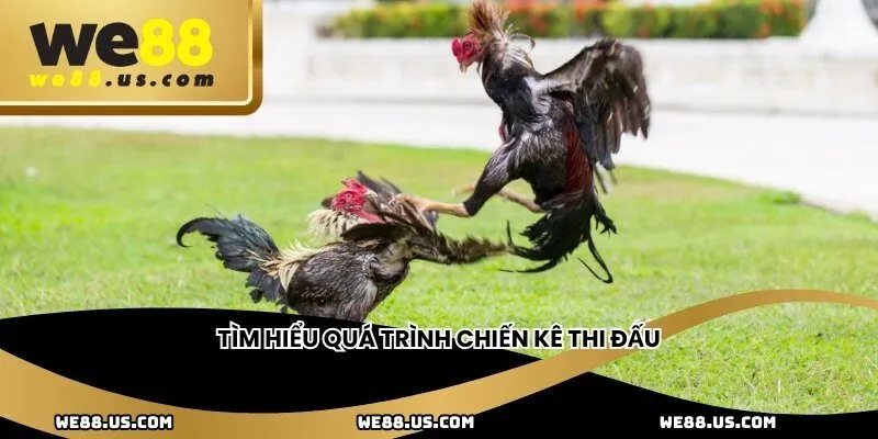 Tìm hiểu quá trình chiến kê thi đấu