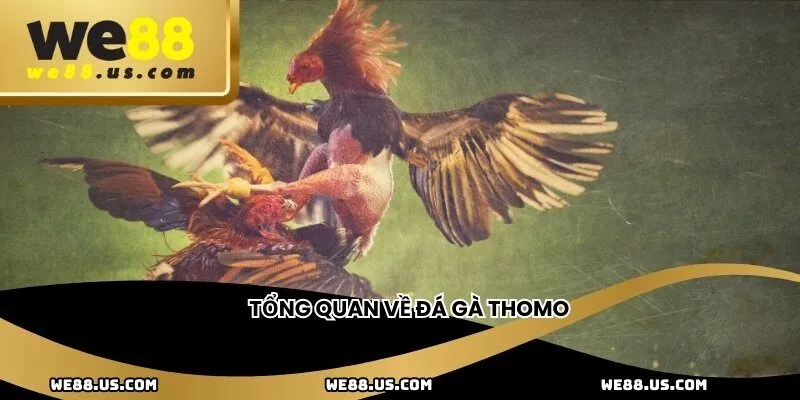 Tổng quan về đá gà Thomo