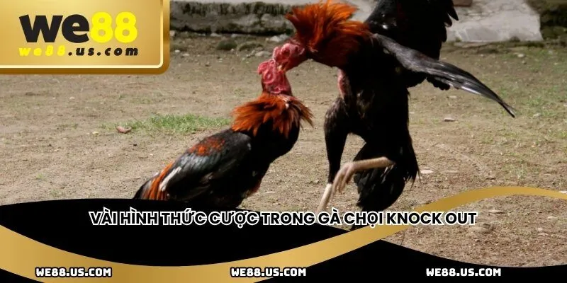 Vài hình thức cược trong gà chọi knock out