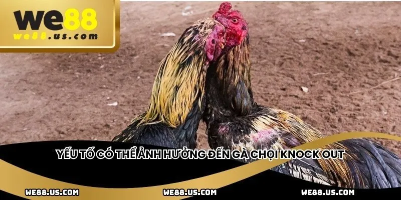 Yếu tố có thể ảnh hưởng đến gà chọi knock out